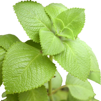 2 Cuban Oregano
