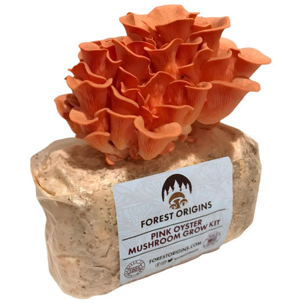 Forest Origins Pink Oyster Mushroom Grow Kit, Beginner Friendly & Easy to Use, Grows in 10 Days | Handmade in California, USA | Top Gardening Gift, Holiday Gift & Unique Gift