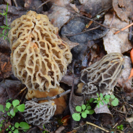 MOREL HABITAT KIT® Morel Mushroom Growing Kit (Morchella)