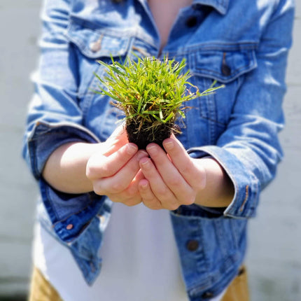 Zoysia Plugs - 100 Large Plugs, Drought Tolerant, Low Maintenance