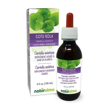 Naturalma Gotu kola (Centella asiatica) herb Alcohol-Free Tincture - 4 fl oz Liquid Extract in Drops - Herbal Supplement - Vegan