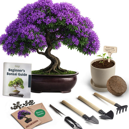 Avergo Bonsai Starter Kit – Growing Jacaranda Bonzai Tree