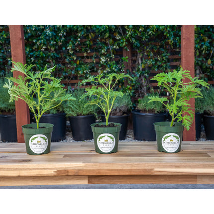 3 Citronella (Mosquito Plant) - Large and Etsblished with Fresh Citrus Aroma for Patio, Garden & Indoor/Outdoor Containers, Citrosa Geranium (Pelargonium citrosum) in 4″ Pots, Live Plants